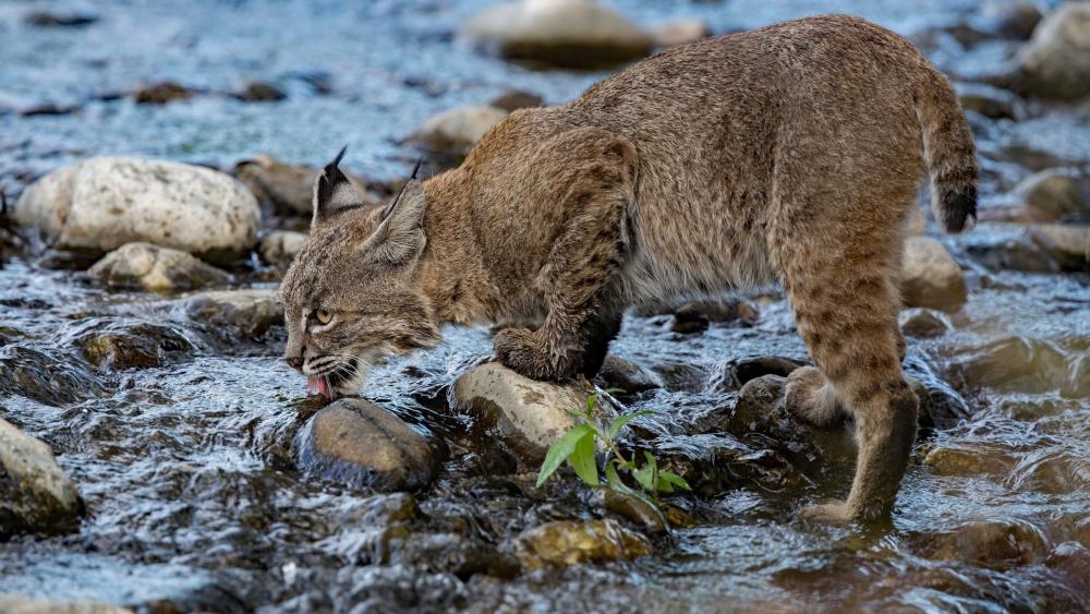 Thirsty Bobcat by the River wallpaper