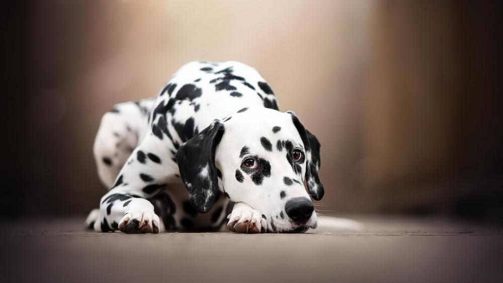 Adorable Dalmatian Resting wallpaper