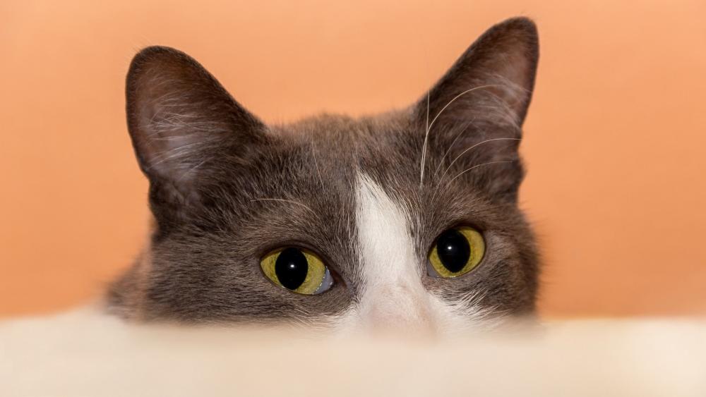 Curious Cat Eyes Peek Over Edge wallpaper