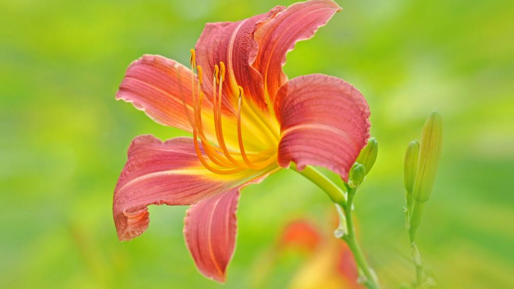 Vibrant Daylily in Bloom wallpaper