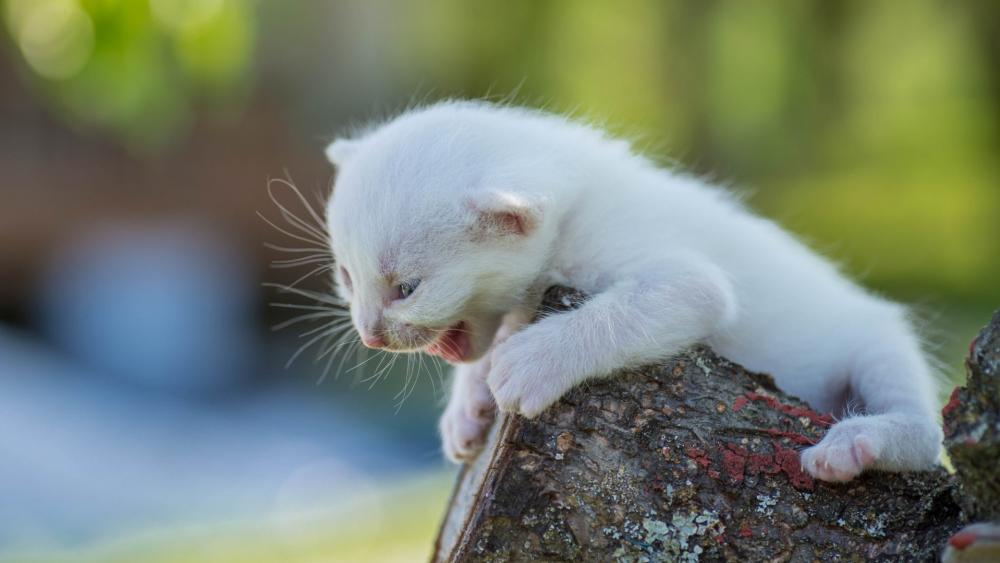 Tiny Kitten Explores the Great Outdoors wallpaper