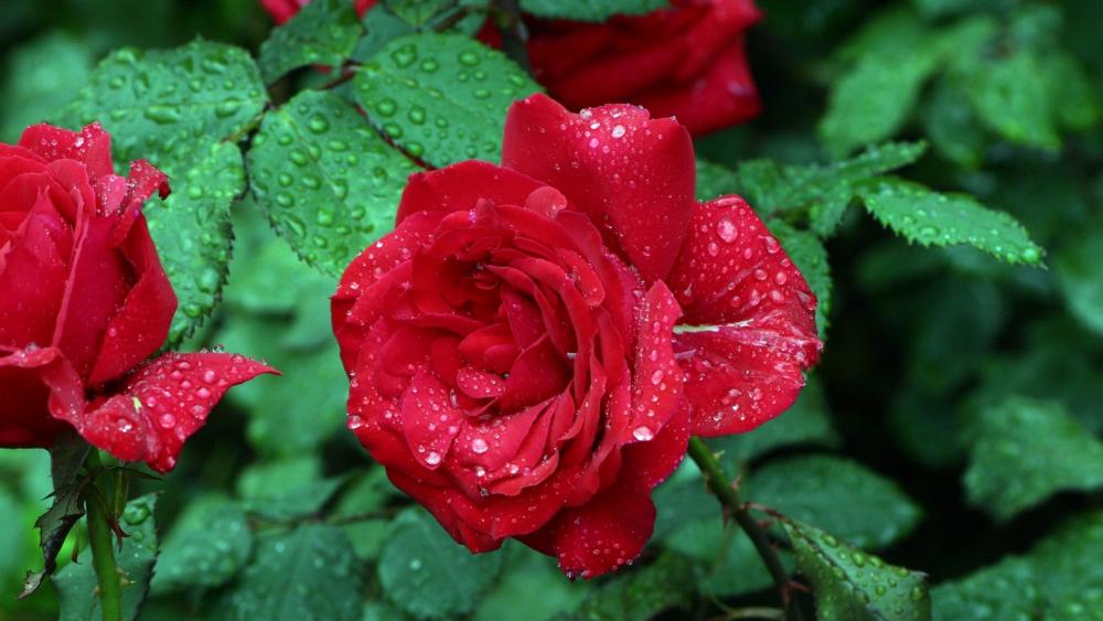 Dew-Kissed Red Roses in Bloom wallpaper