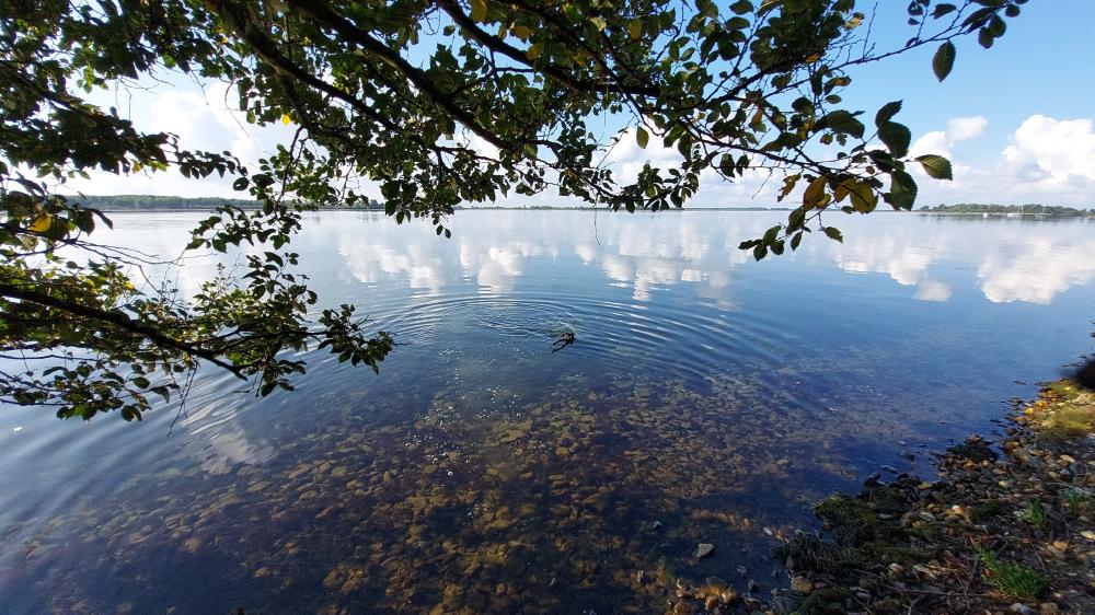 Tranquil Lake View Through Branches wallpaper