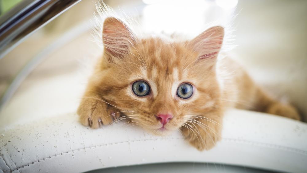Curious Ginger Kitten Peering Up wallpaper