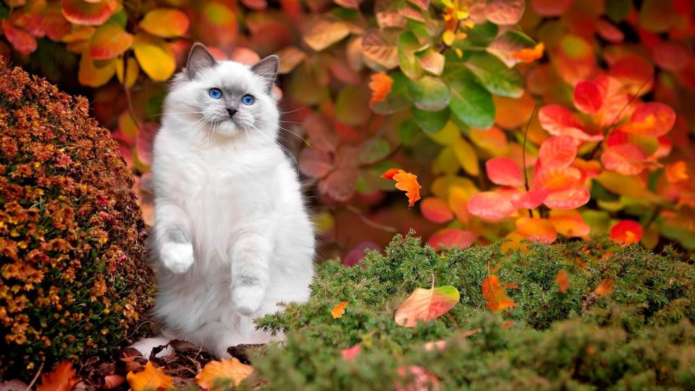 Autumnal Bliss with a Ragdoll cat wallpaper