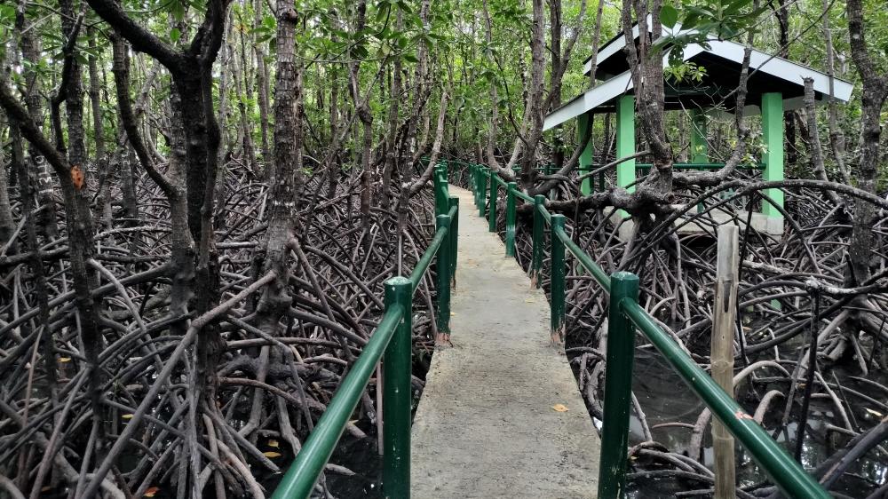 Into the Mangroves wallpaper