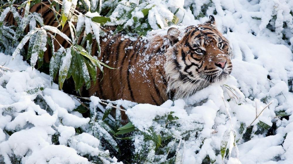 Majestic Tiger in Winter Wonderland wallpaper