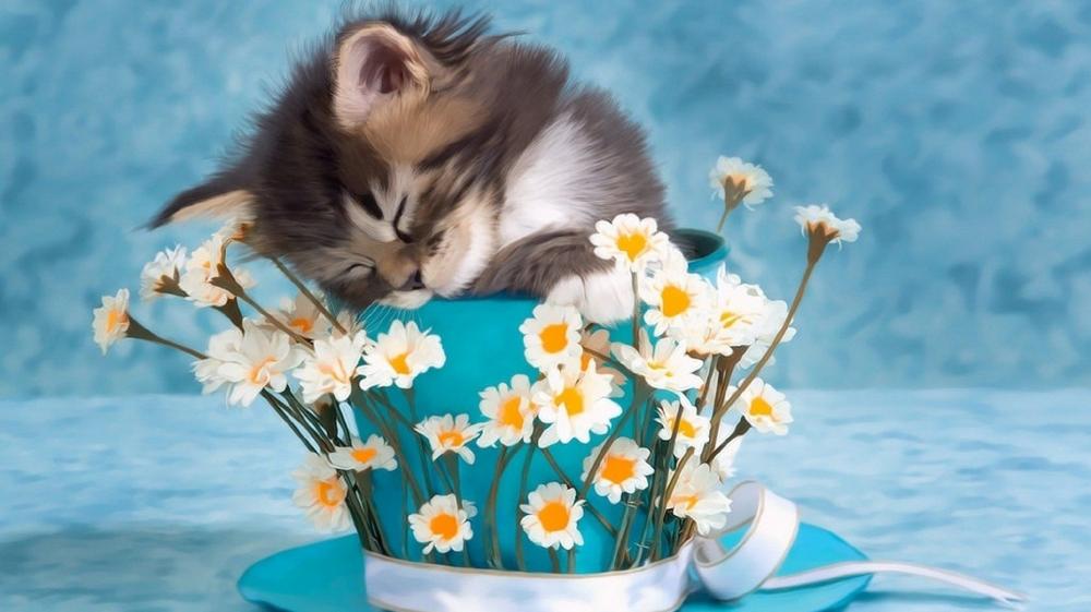 Kitten Napping in a Daisy Teacup wallpaper