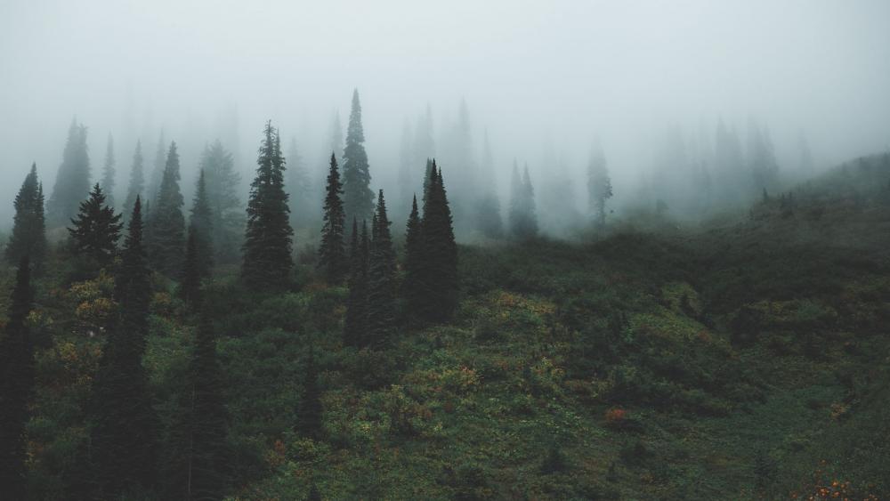 Misty Forest Serenity Awaits Anywhere You Stare wallpaper