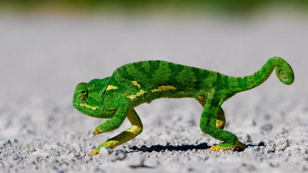 Desert Stroll of a Green Chameleon wallpaper