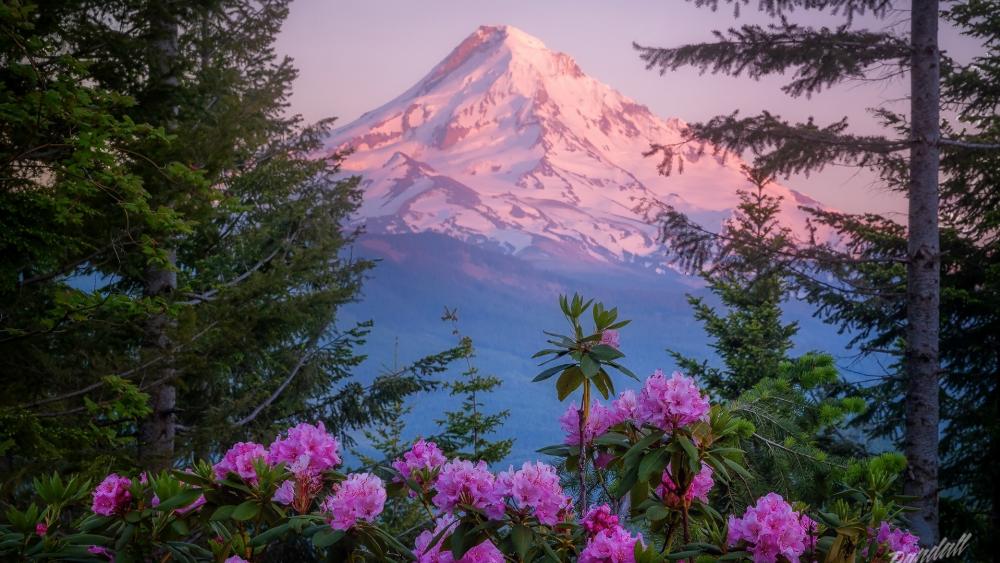 Mt Hood National Forest Rhododendrons wallpaper
