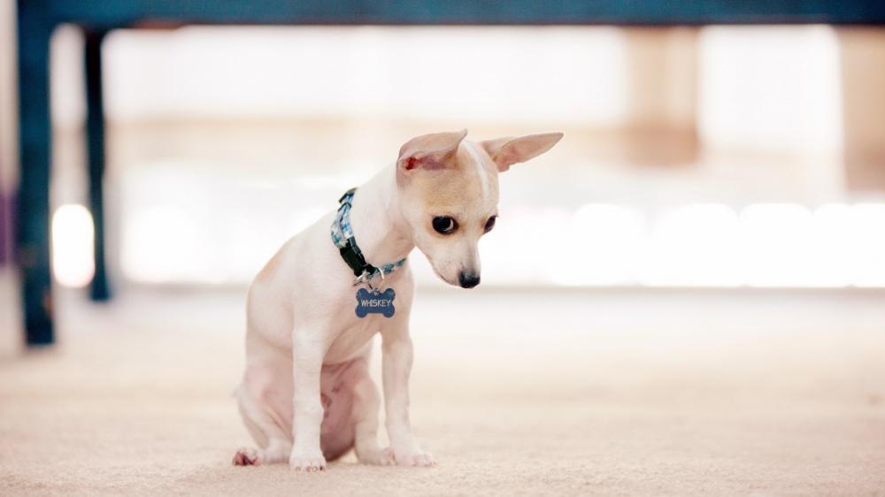 Pensive Puppy in Soft Focus wallpaper