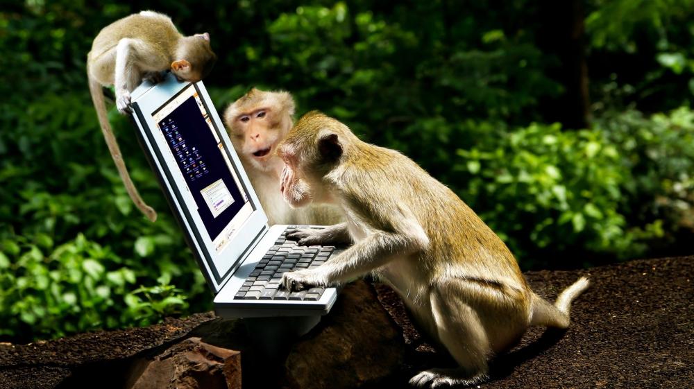 Monkeys Exploring the Digital World wallpaper