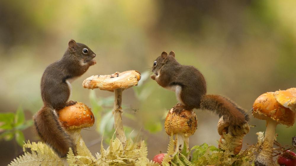 Squirrels in a Mushroom Meeting wallpaper