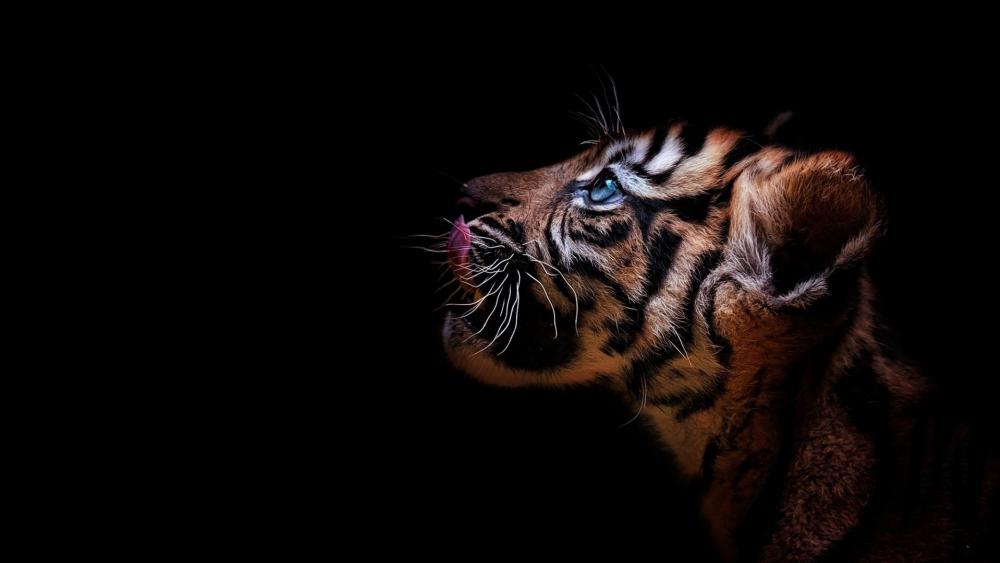 Majestic Tiger in Shadow's Embrace wallpaper