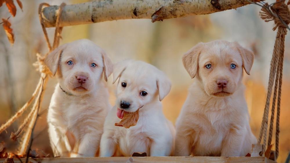 Three Puppies in Autumn Bliss wallpaper