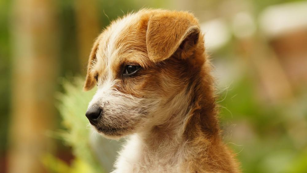Pensive Puppy in Natural Surroundings wallpaper
