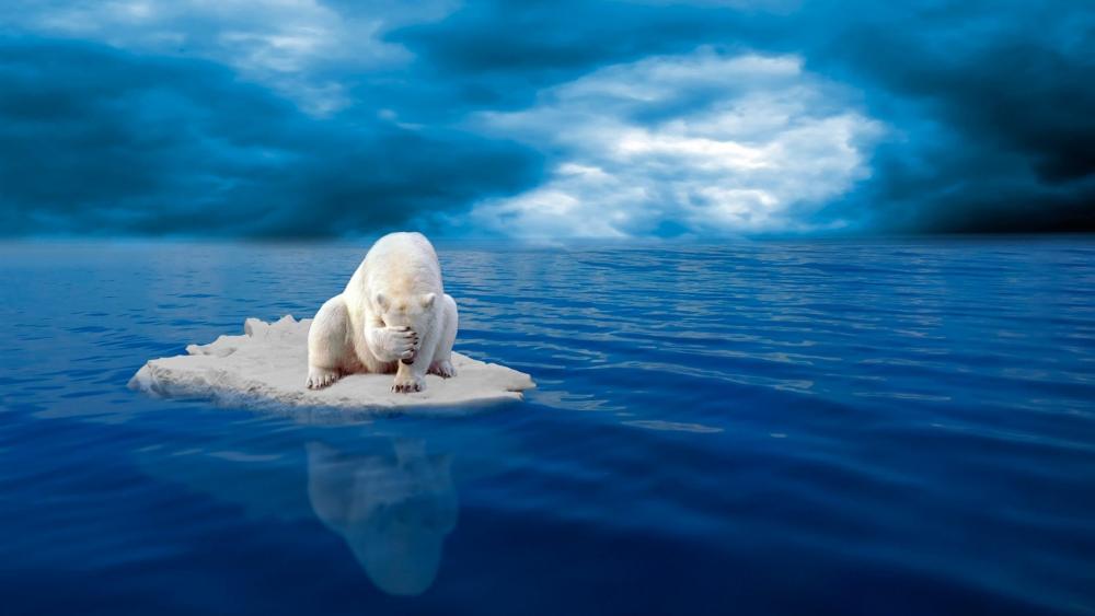 Solitary Polar Bear Adrift wallpaper