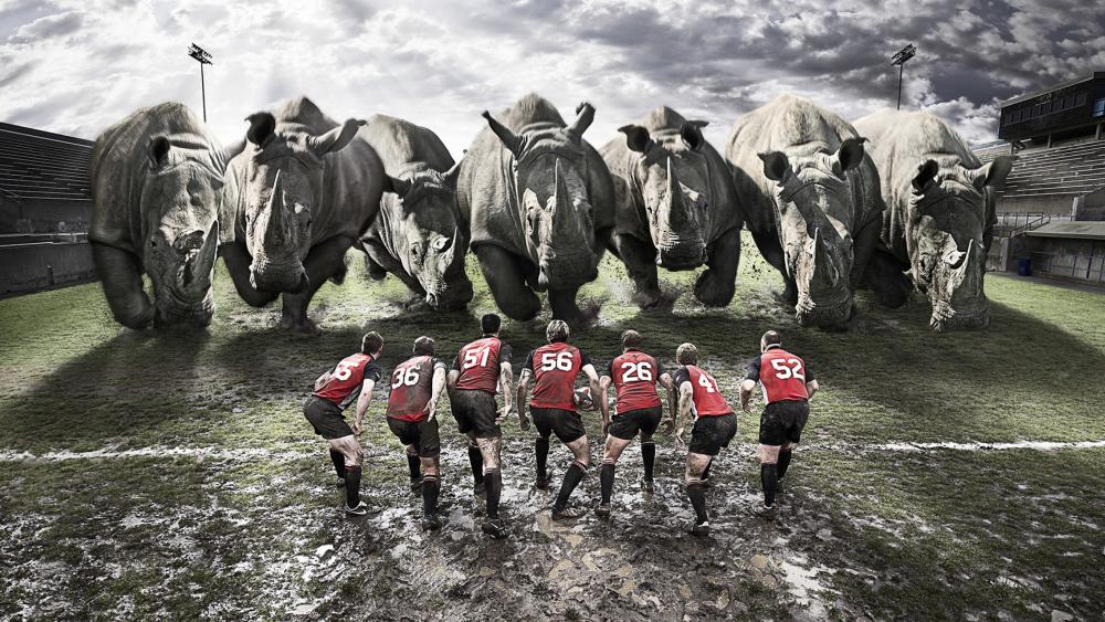 Rugby Players Facing Majestic Rhinos wallpaper