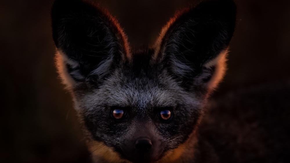 Bat-eared fox wallpaper