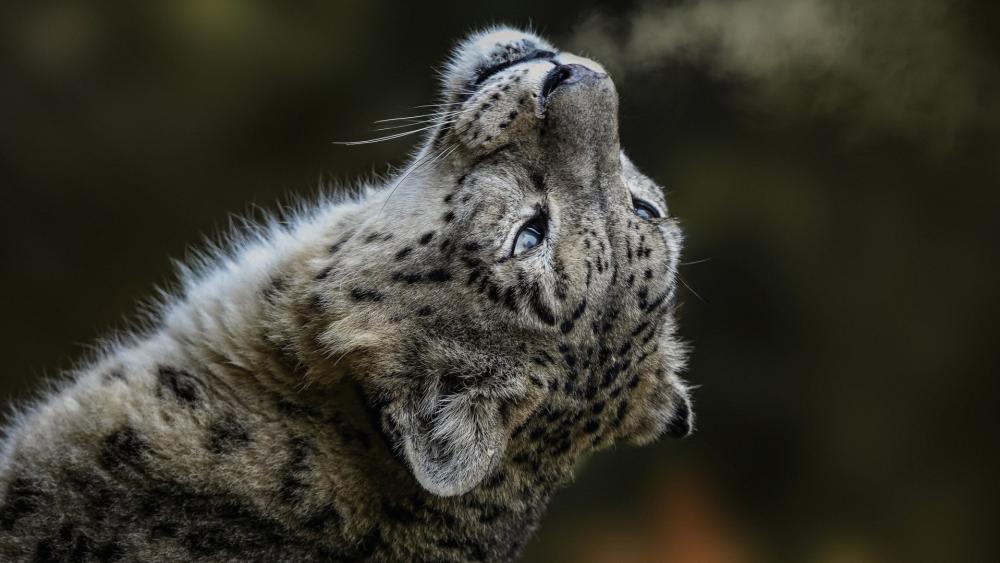 Majestic Snow Leopard Gaze wallpaper