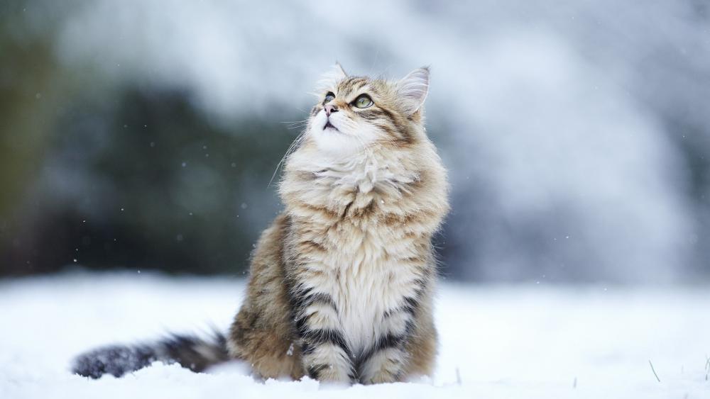 Whimsical Cat in Winter Wonderland wallpaper