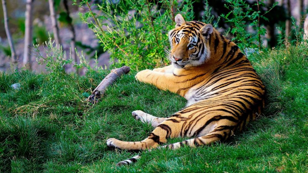 Majestic Tiger Lounging in Greenery wallpaper