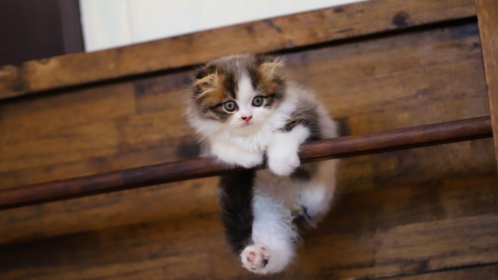 Adorable Kitten Clinging to Wooden Ledge wallpaper