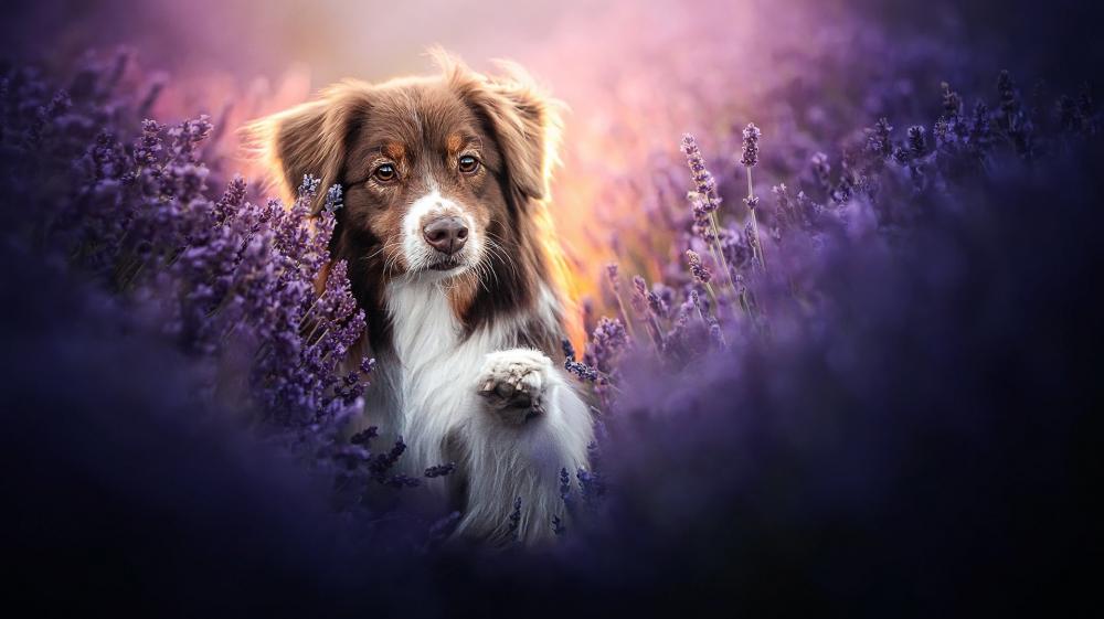Ethereal Canine Amongst Lavender Blooms wallpaper