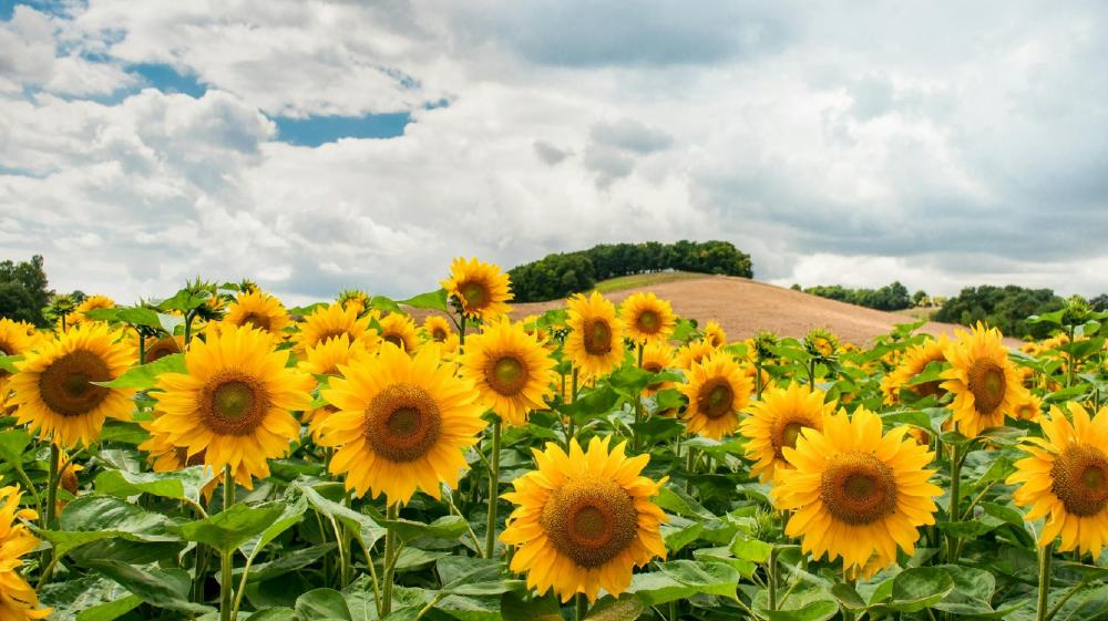 Sunny Sunflower Field Under Blue Skies wallpaper