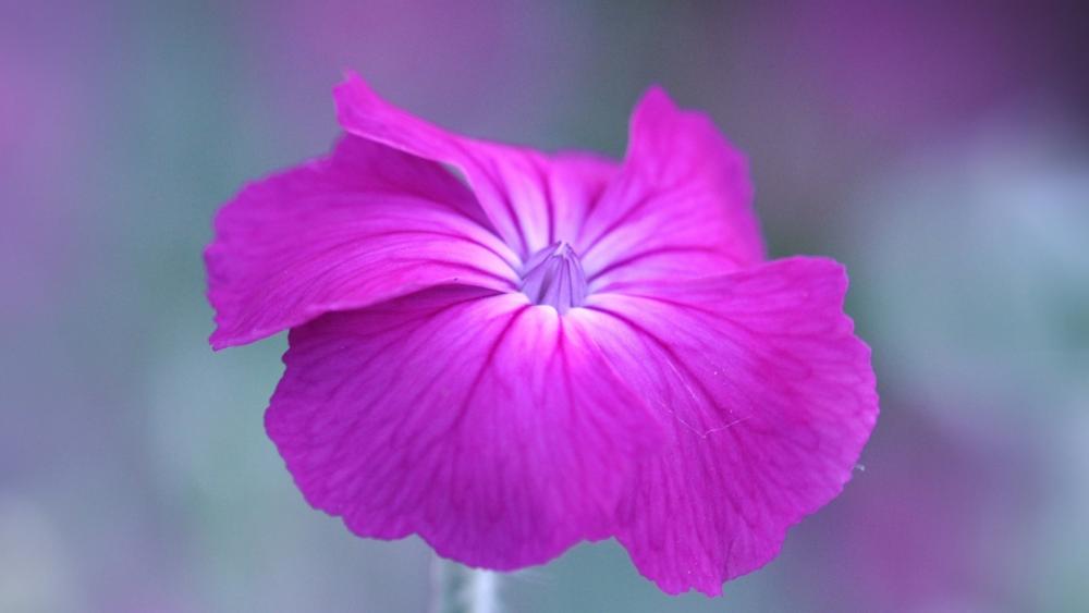 Vibrant Magenta Lychnis Bloom Graces the Screen wallpaper