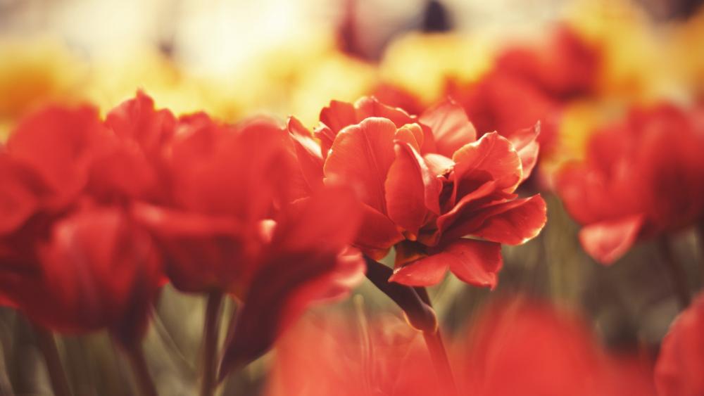 Blooming Red Flowers in Sunshine wallpaper