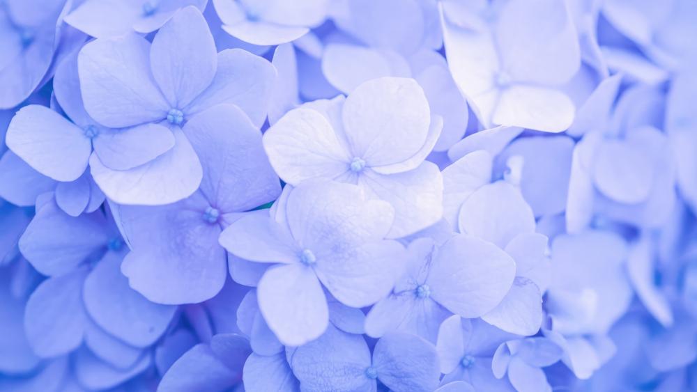 Serene Blue Hydrangea Blossoms wallpaper