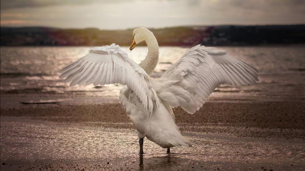 Majestic Swan Spreads Its Wings at Sunset wallpaper