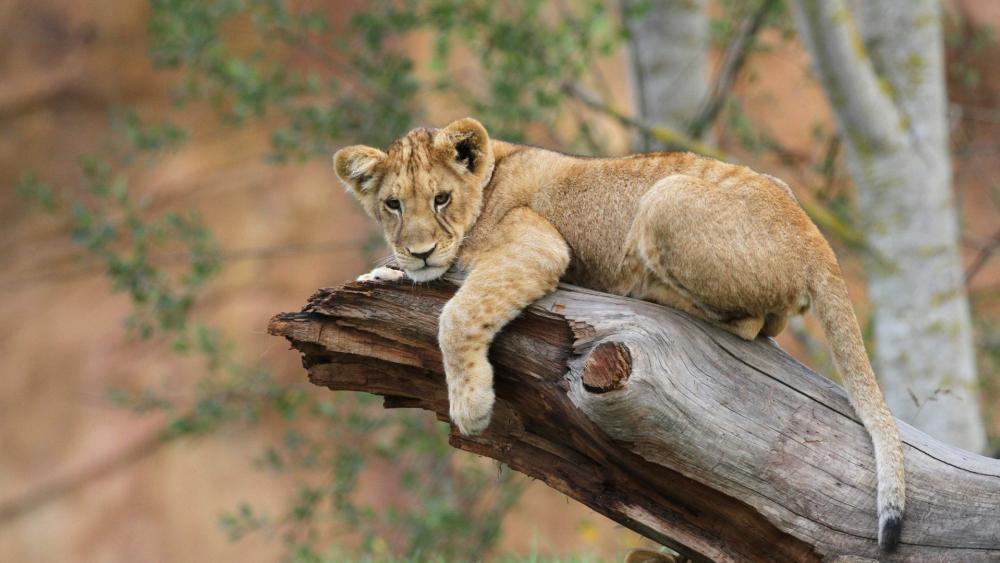 Restful Lion Cub on Log wallpaper
