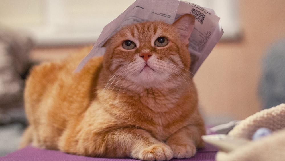 Curious Cat Under Paper Hat wallpaper