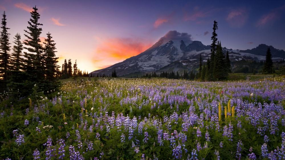 Mountain Meadow at Sunset wallpaper