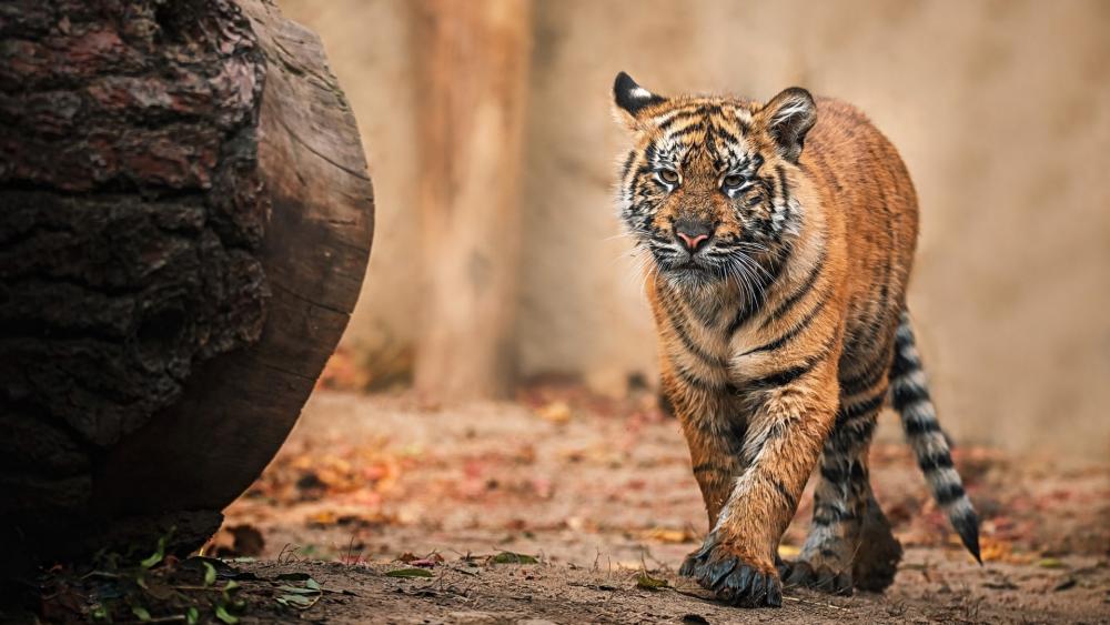 Majestic Tiger Cub on the Move wallpaper