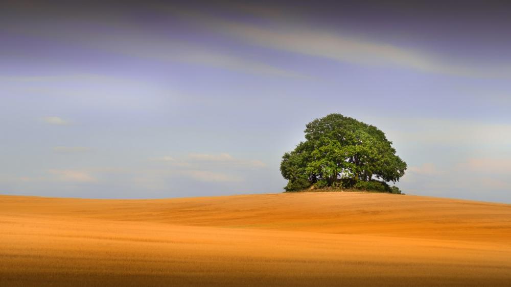 Solitary Tree on Golden Fields wallpaper
