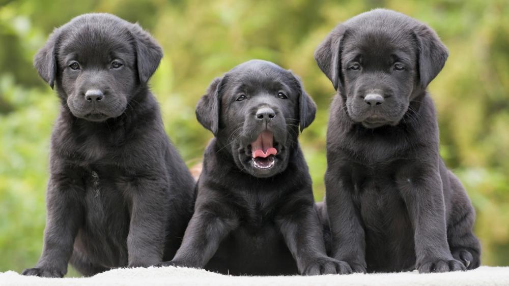 Triple Labrador Retriever Puppy Delight wallpaper