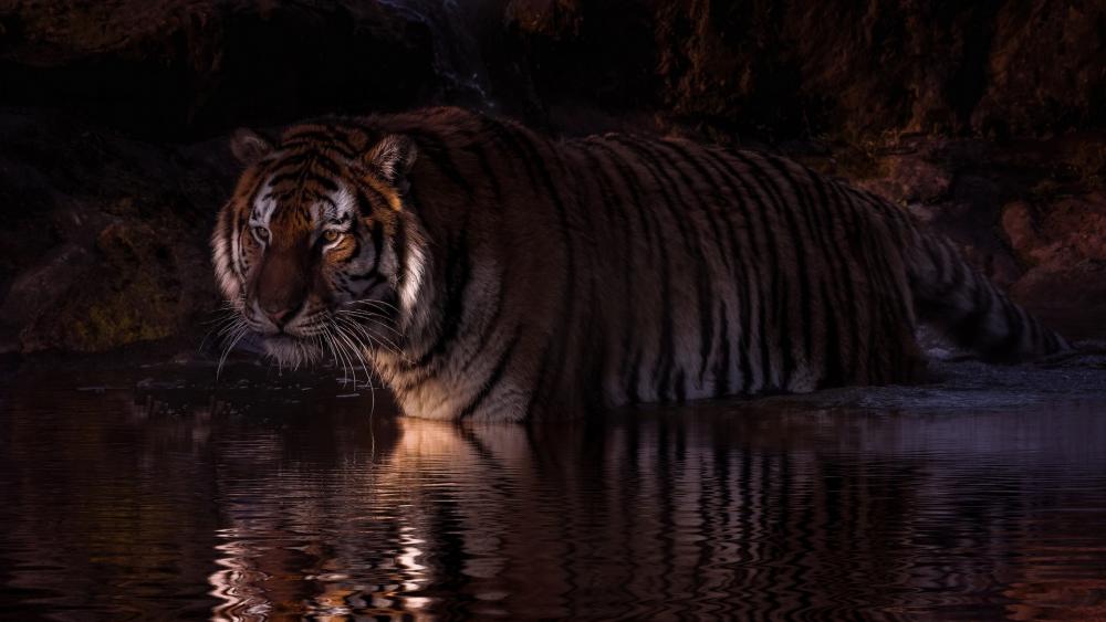 Majestic Tiger Reflection at Twilight wallpaper