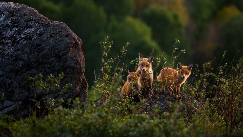 Curious Fox Trio in Wilderness wallpaper