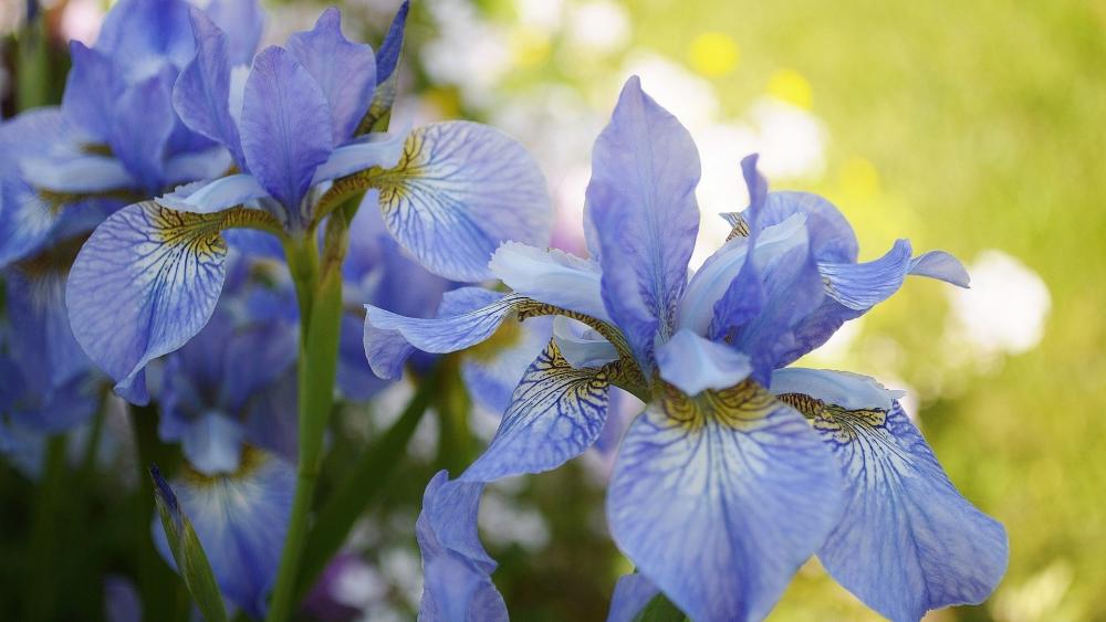 Blooming Blue Irises Amidst Sunny Greens wallpaper