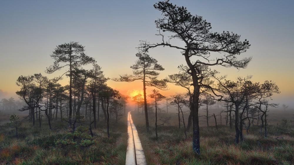 Sunrise Serenity on a Forest Boardwalk wallpaper