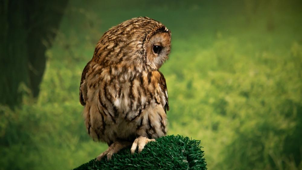 Majestic Owl in Repose wallpaper