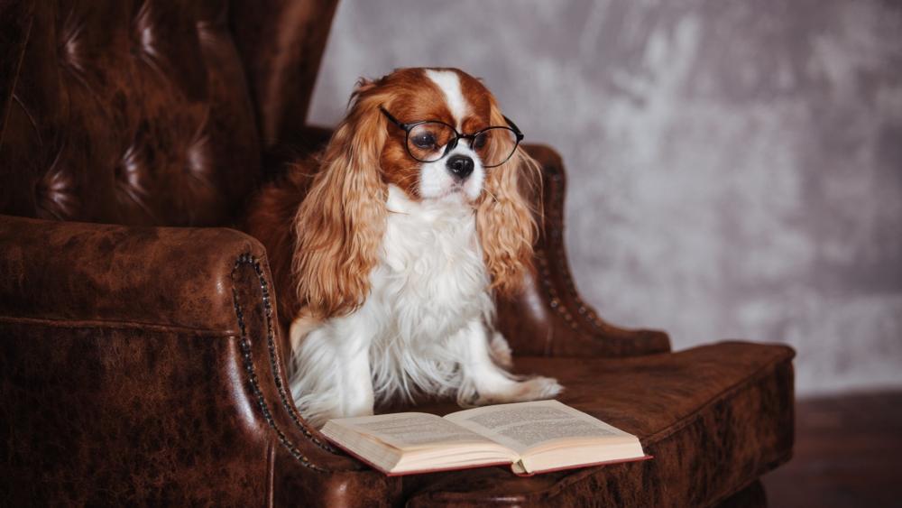 Scholarly Cavalier King Charles Spaniel Settles in for a Read wallpaper