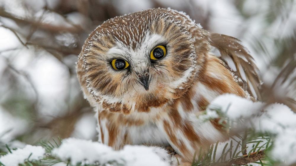 Majestic Northern saw-whet owl in winter wonderland wallpaper