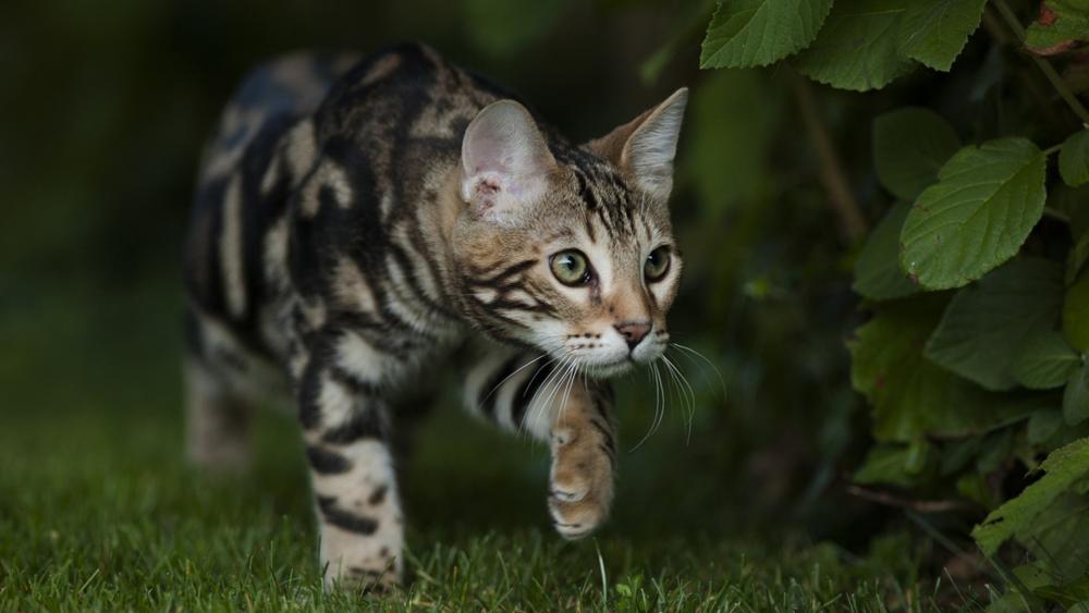 Stealthy Bengal Cat Prowl wallpaper