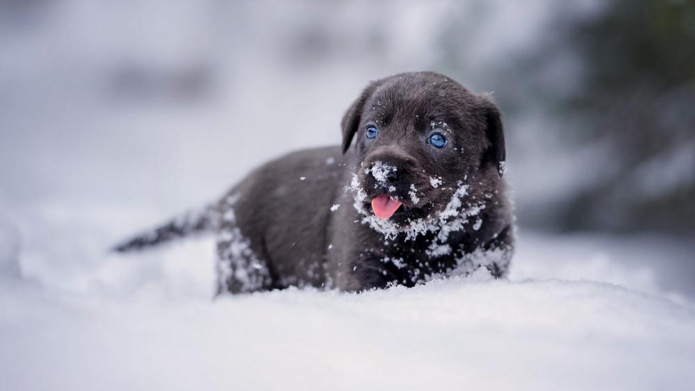 Black Labrador Retriever Puppy's Winter Wonderland Adventure wallpaper