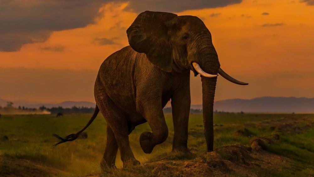 Majestic Elephant at Sunset wallpaper